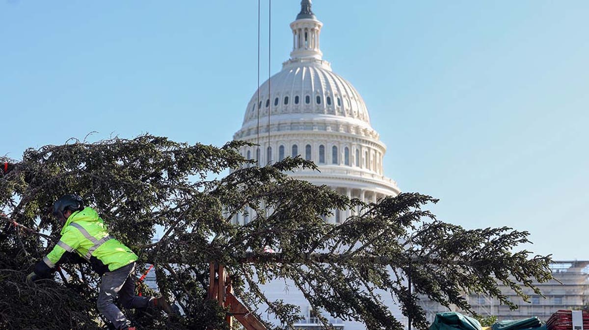 Watch 63foot Capitol Christmas tree arrives in Washington DC The Independent